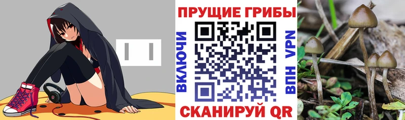 наркота  Рубцовск  Галлюциногенные грибы Psilocybine cubensis 